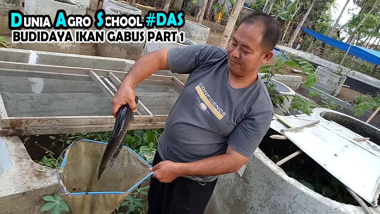 Live Part 1 | Cara Menjinakkan Ikan Gabus Tangkapan Alam Untuk Dijadikan Induk