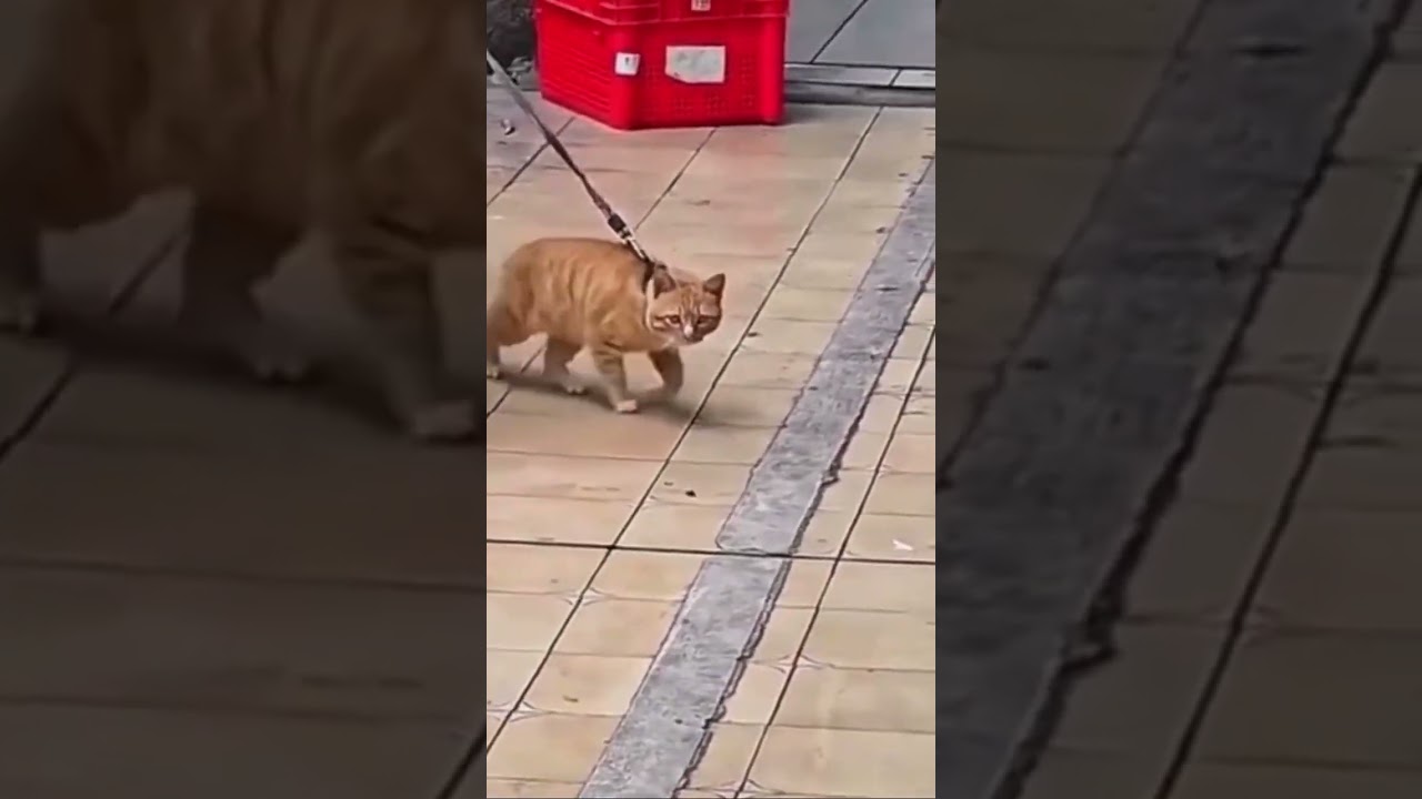 Lingan guli guli guli wa cha lingangu lingangu 