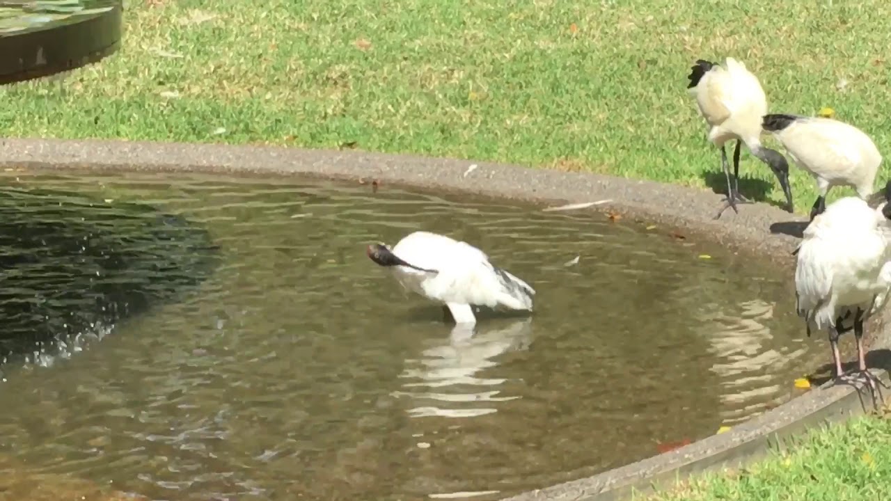 Do ibis, aka Bin Chicken, wash?