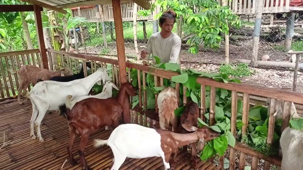 Goat Farming | Sipag at tiyaga lang para sa ating goat farm | Goat Feeding time