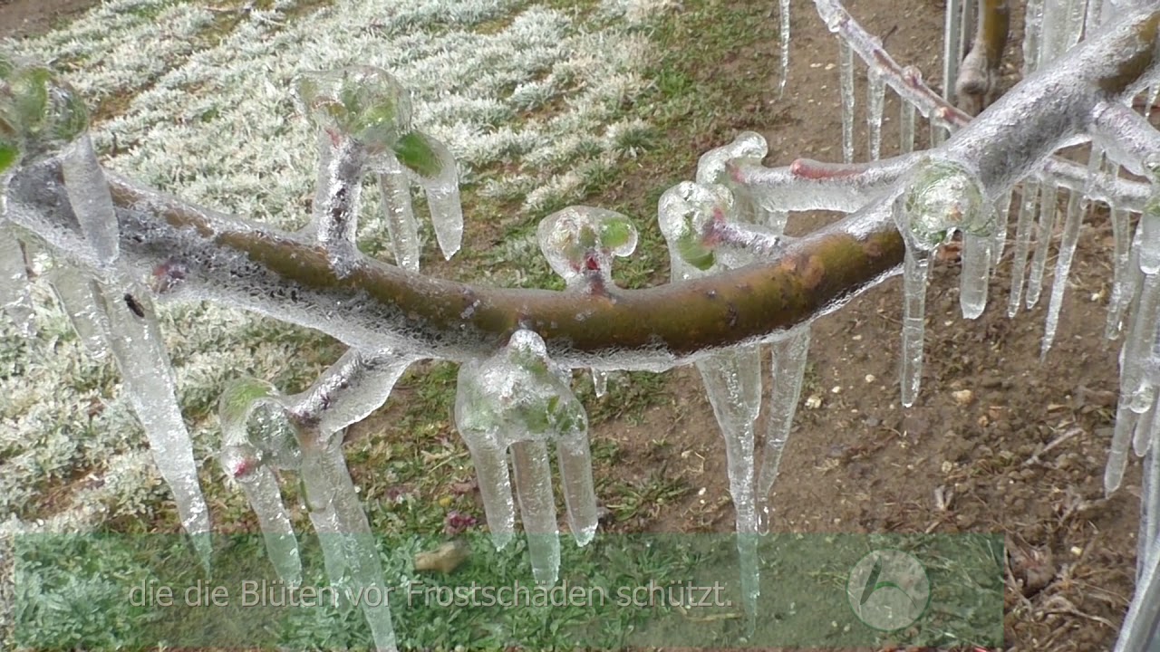 Frostschutzversuche Flaechenheizung Frostberegnung Windmaschine