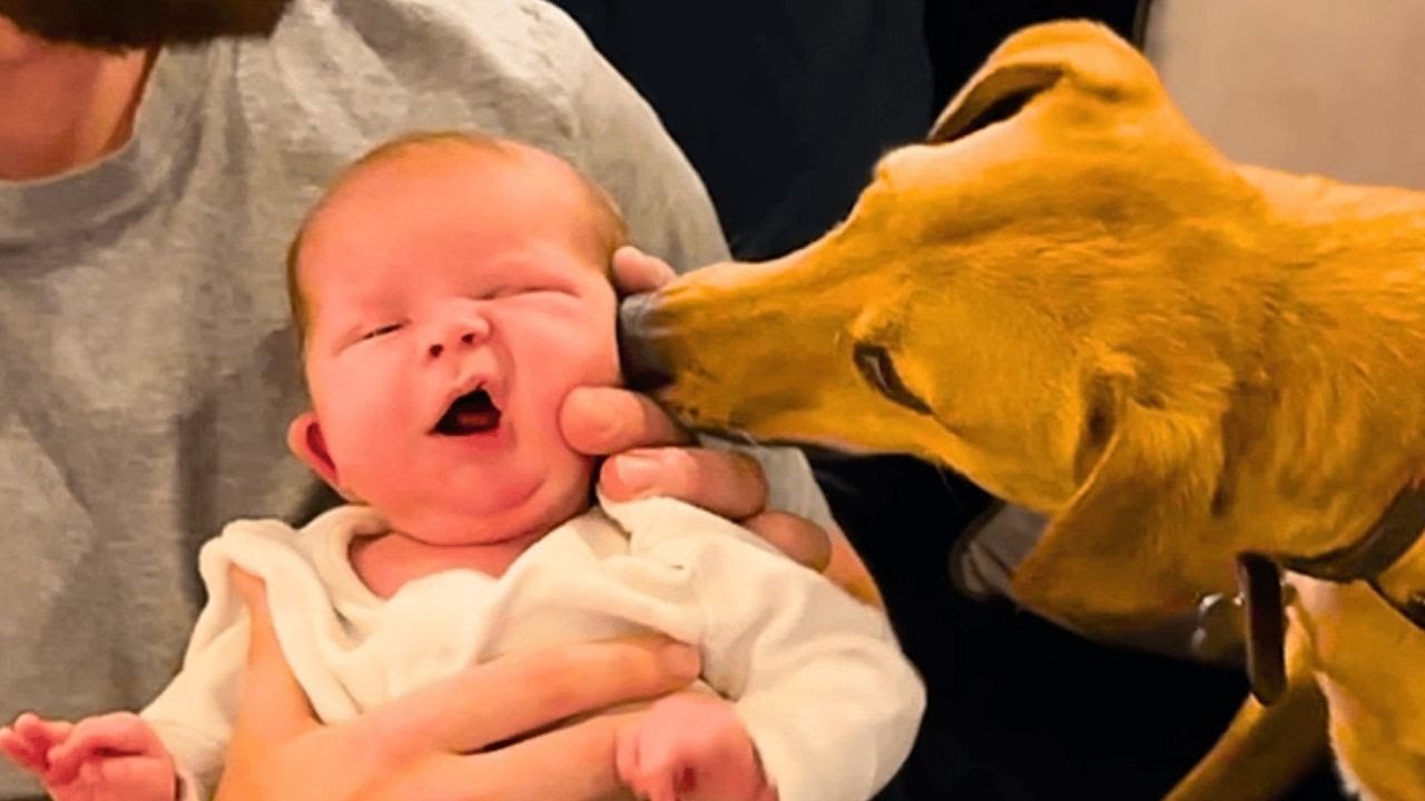 Вы расплачетесь, наблюдая за тем, как эта собака знакомится с младенцем.