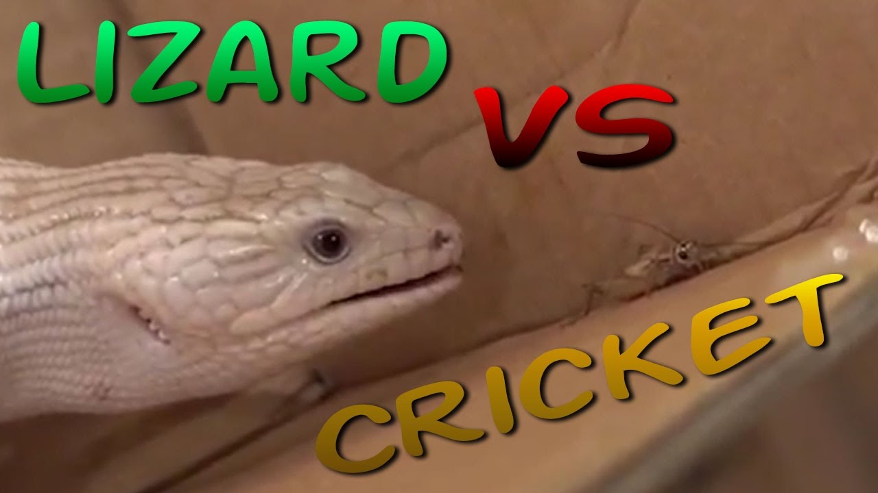 Brutal Killer Lizard Hunts Cricket - Blue Tongue Skink | Family Vlog