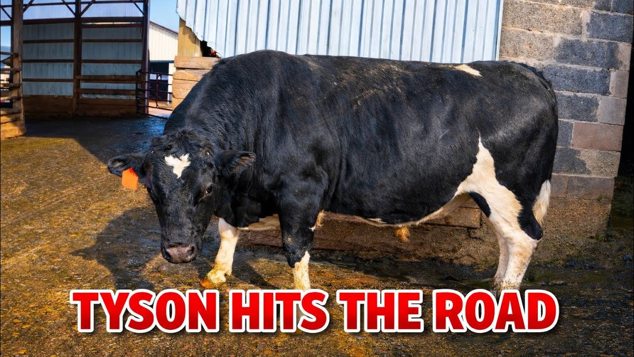 Switching BULLS Out!