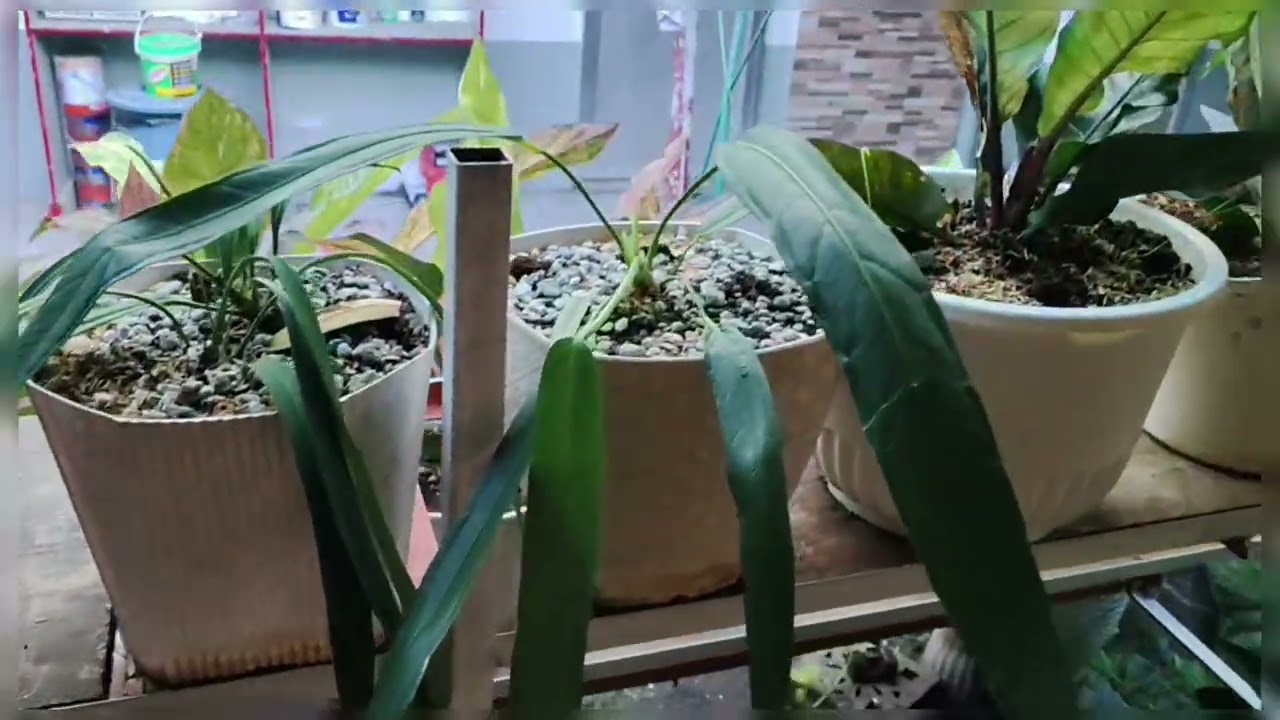 MY PLANTS COLLECTION AT HOME || ANGELSWINGS PHILIPPINES 