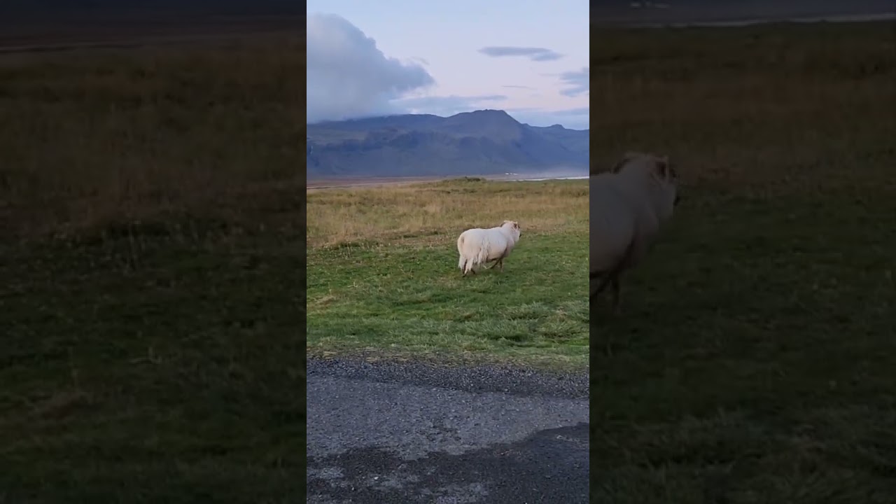 Iceland sheep 