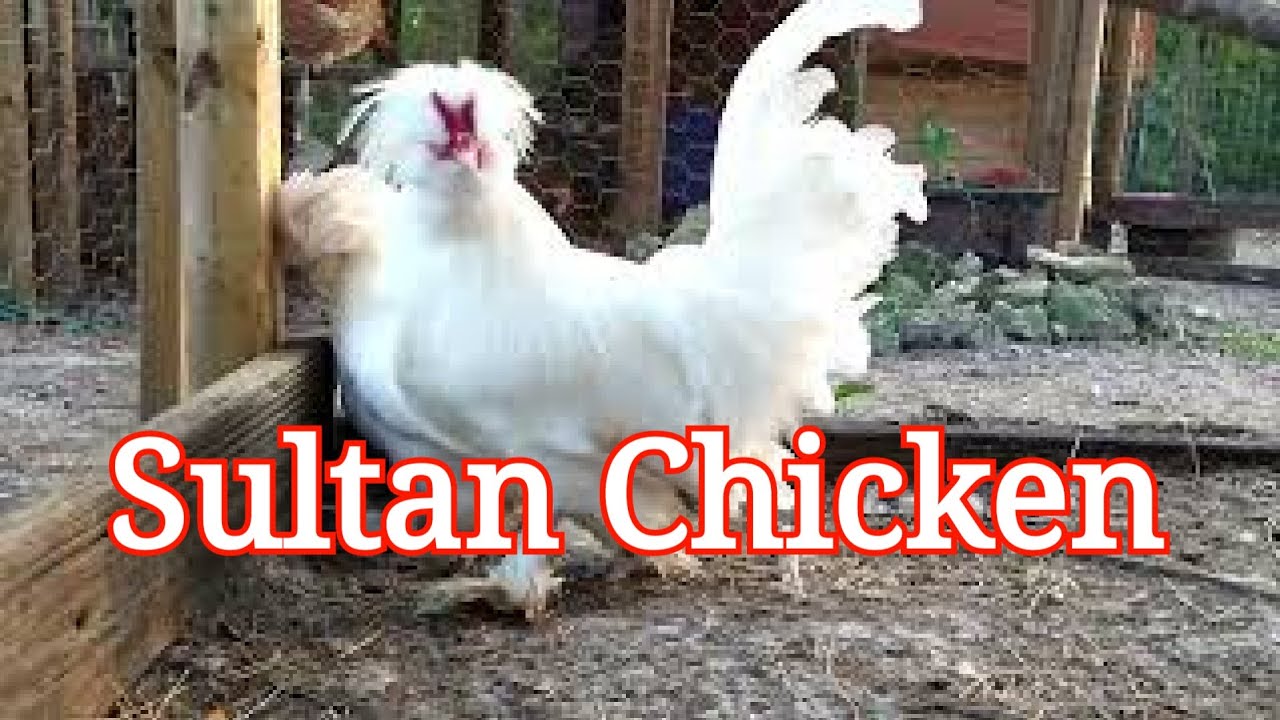 The Sultan Chicken