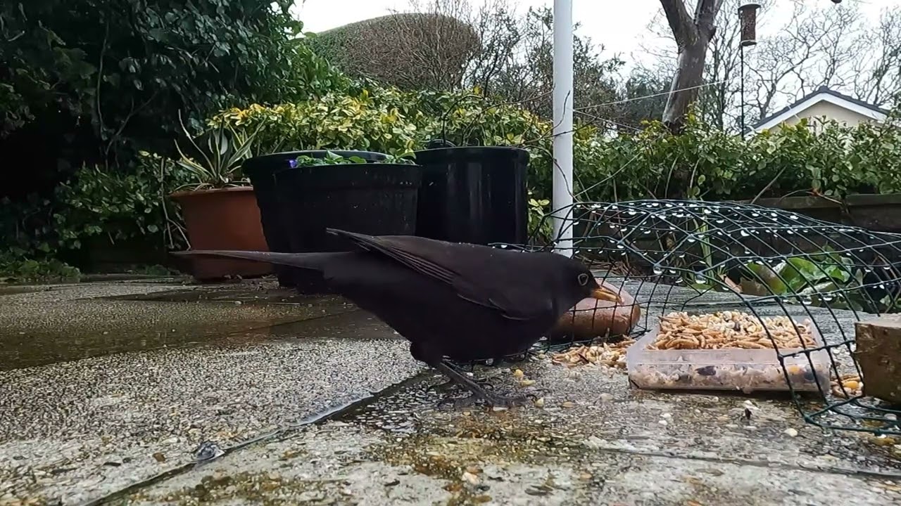 Blackbird