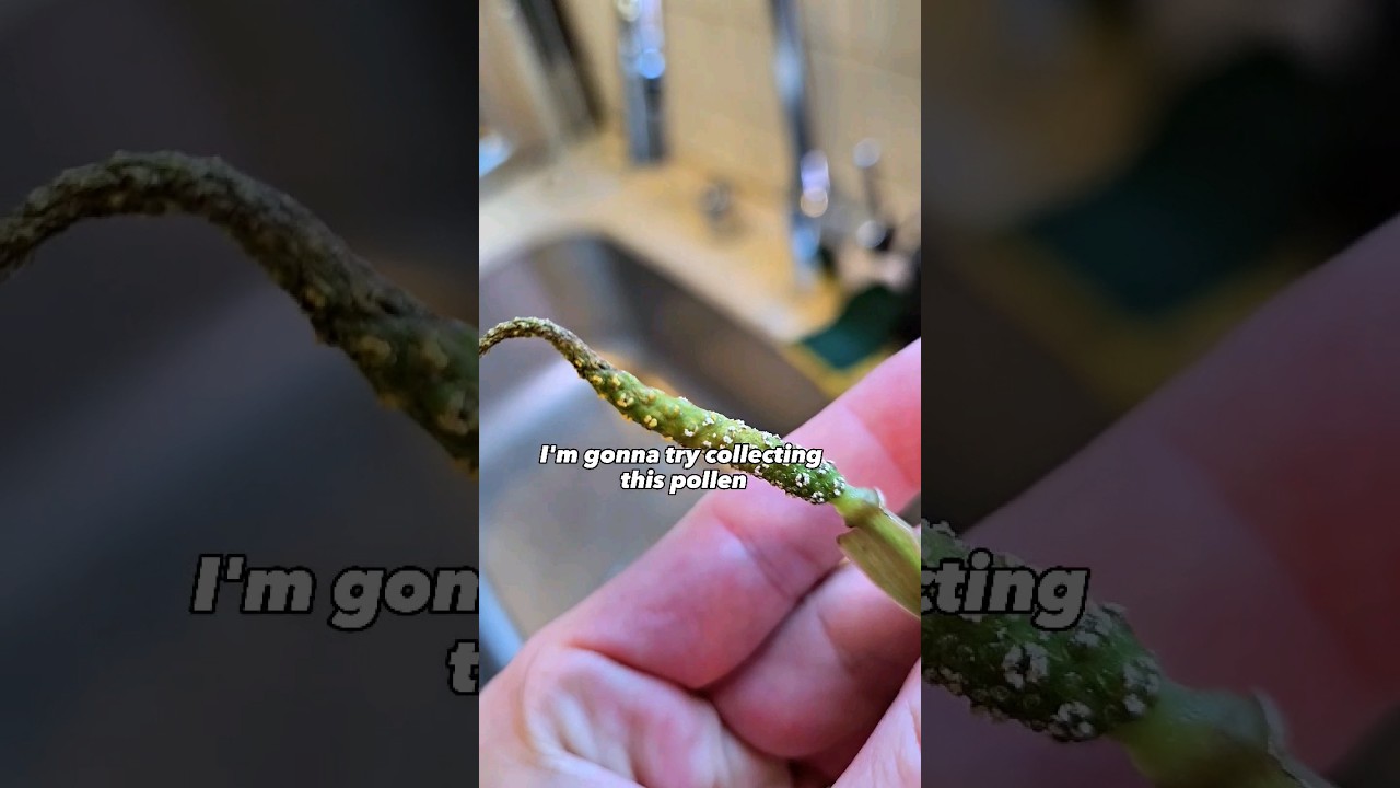 How to collect pollen #shorts