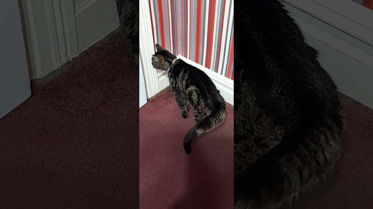 Моя кошка Люси 😻 