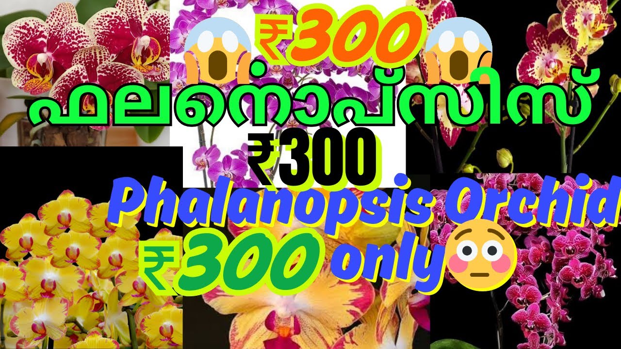 🔥വെറും ₹300😱ഫലനൊപ്സിസ് ഓർക്കിഡ്💥PHALANOPSIS ORCHID ₹300😱VERY LOW PRICE SALE💥MALAYALAM/ENGLISH/ORCHID