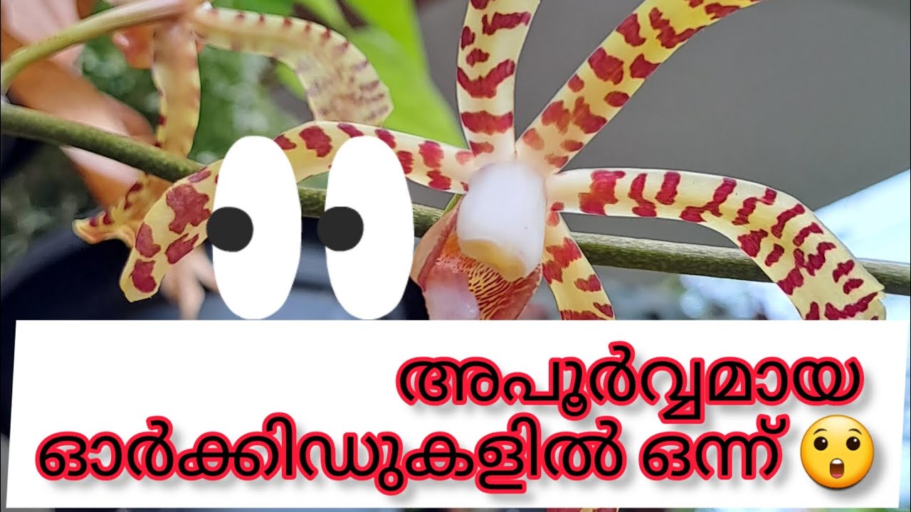 Arachnis Maggie Oei / spider orchid flower/ 🕷 🕸 orchid 