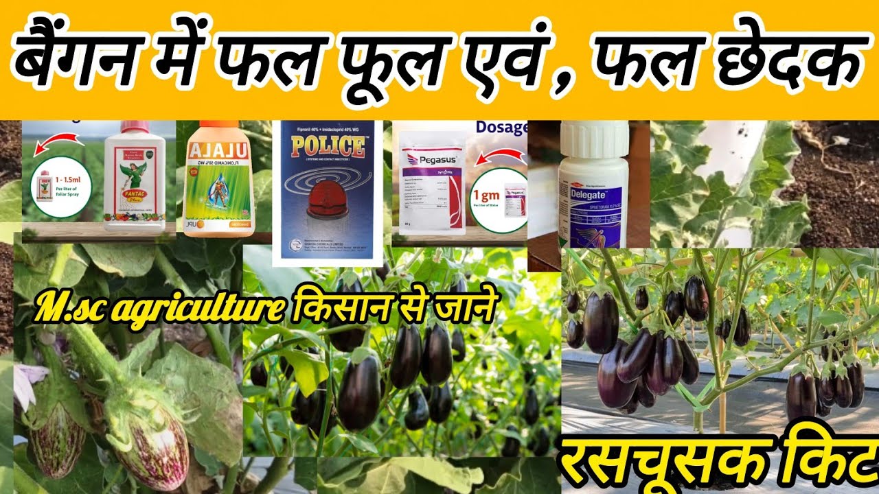 बैंगन की फसल में फूल फल बढ़ाने की दवाई, बैंगन की फसल में रसचूषक किट को मारने दवाई, बैंगन की इल्ली 
