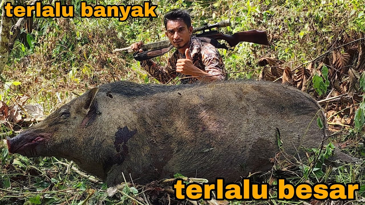 SIAPA SANGKA_BERBURU HAMA BABI MALAH DAPAT BONUS ANAKAN AYAM HUTAN