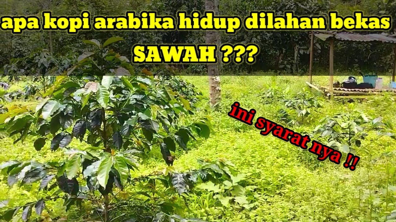 Ini syarat nya ||menanam kopi arabika dilahan sawah agar bisa tumbuh dengan baik@feryduniatani