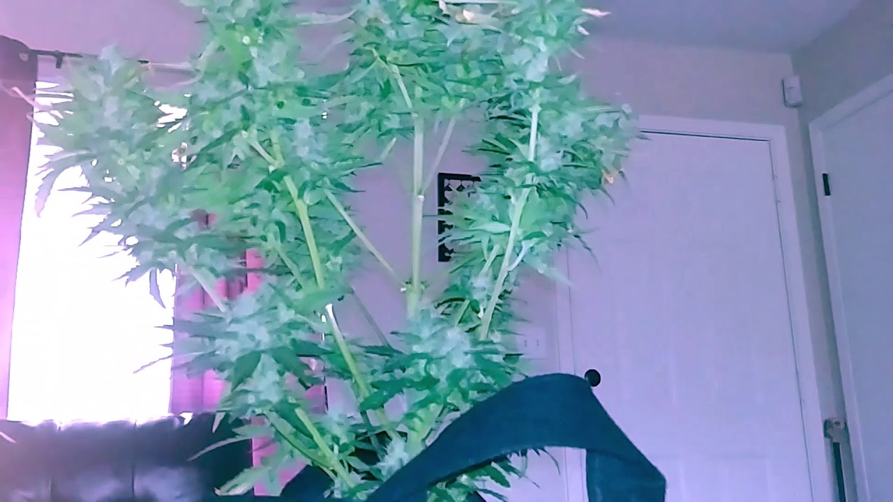 White Widow 2219 Harvest CropKing Seeds Zgrow Large