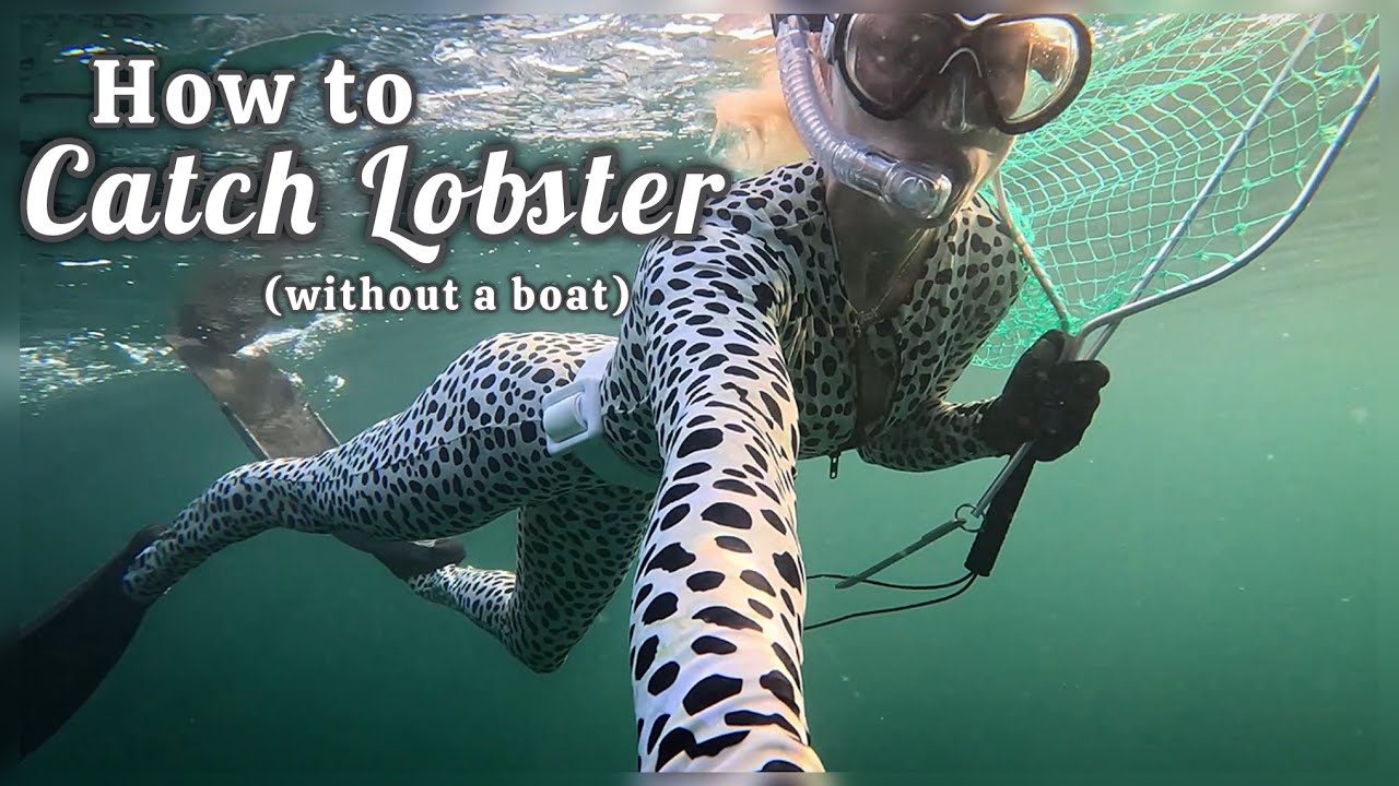 How to catch Florida lobster… without a boat! 