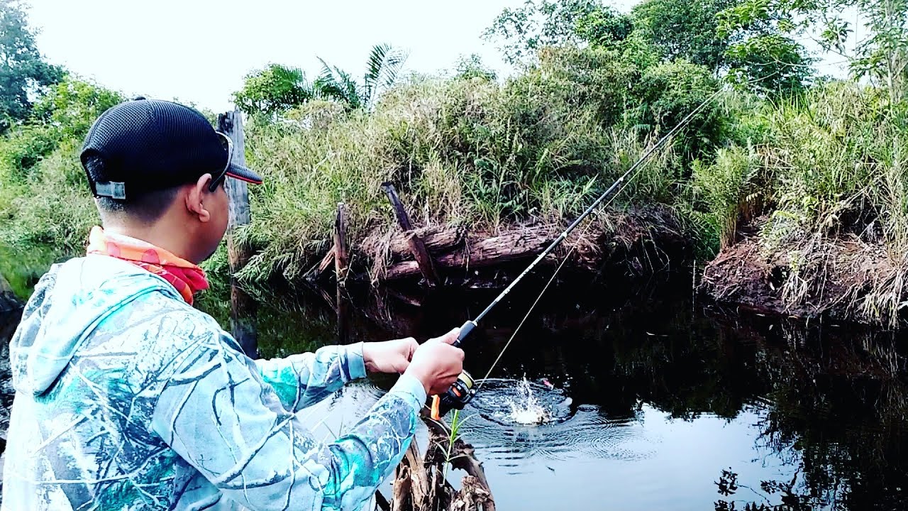 Umpan Jitu Alami Ikan Bujuk/Kihung || Bahaya Satu Spot Bisa Terangakut || Channa Lucius Fishing