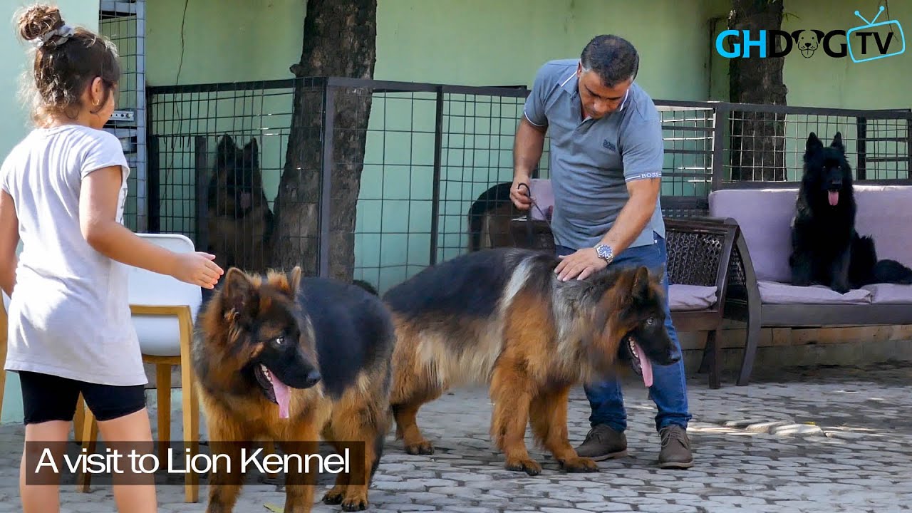 A Visit back to Lion Kennel | New imported German Shepherds join the pack