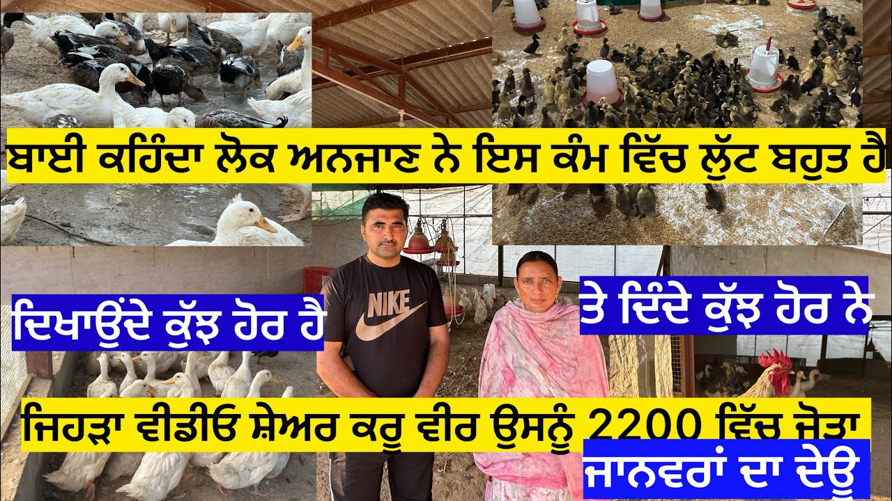 ਬਾਈ ਕਹਿੰਦਾ ਲੋਕ ਅਨਜਾਣ ਨੇ ਇਸ ਕੰਮ ਵਿੱਚ ਲੁੱਟ ਬਹੁਤ ਜਿਆਦਾ ਹੈ, ਦਿਖਾਉਂਦੇ ਕੁੱਝ ਹੋਰ ਨੇ ,ਦਿੰਦੇ ਕੁੱਝ ਹੋਰ ਨੇ ਜਿ……