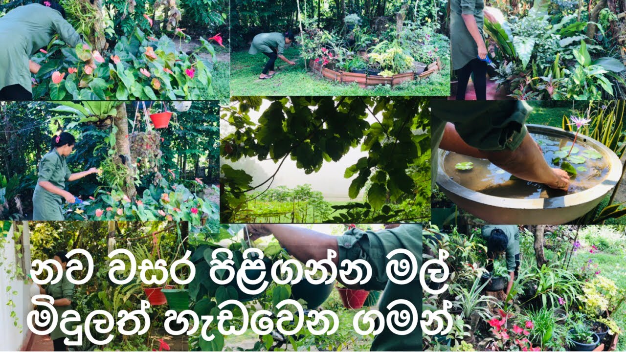 මෙහෙම කලොත් නම් හැමදාම ඔයාගෙ මල් මිදුලත් ලස්සන වෙයි🏕🌻