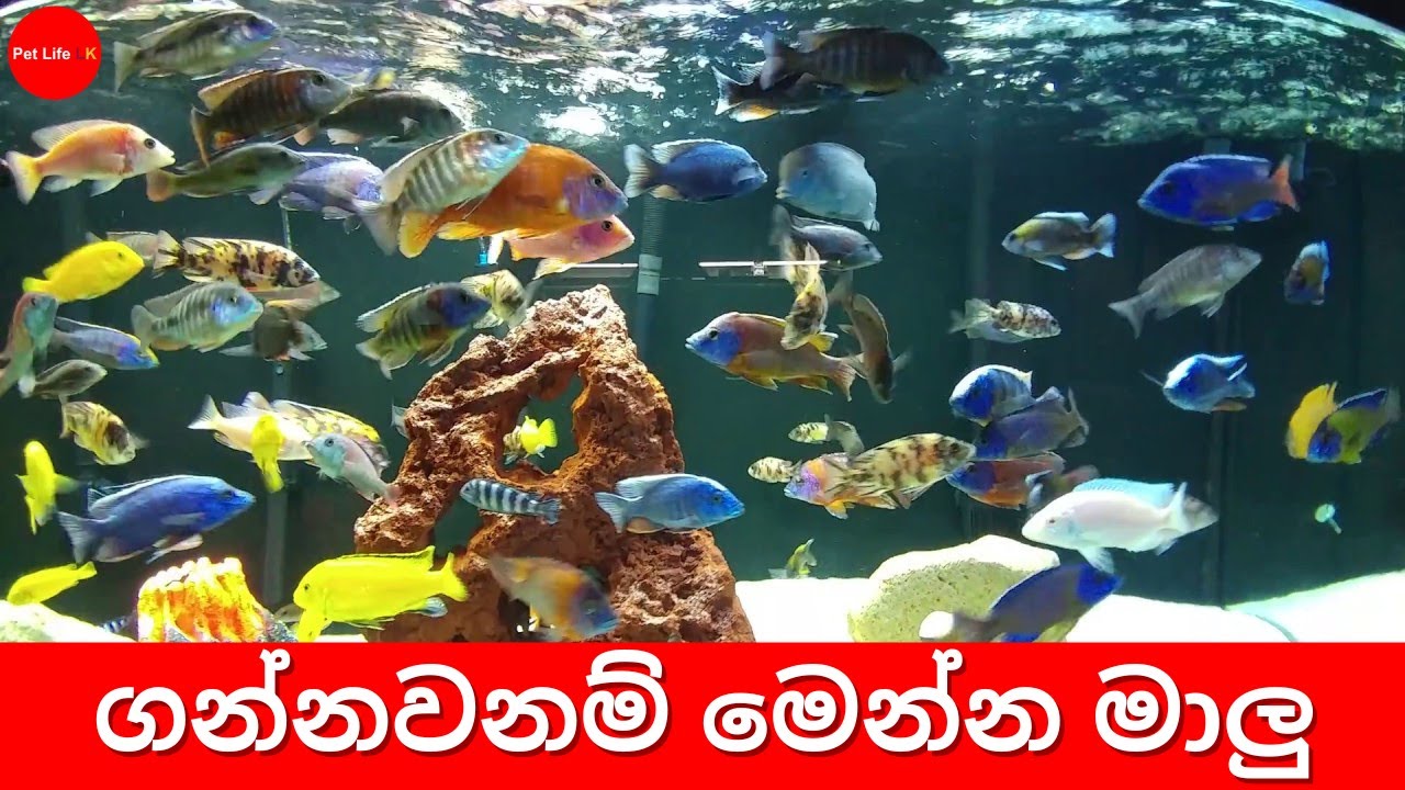 මේ වර්ග වල මාලු හෙව්වද? 🤔  | Aquarium Fish Sri Lanka Vlog 2 - Pet Life lk