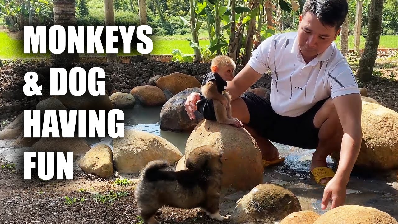 JOBI Shows LUCKY The Unfinished Garden That His Dad, HUNG, Made For Him | Monkey Life