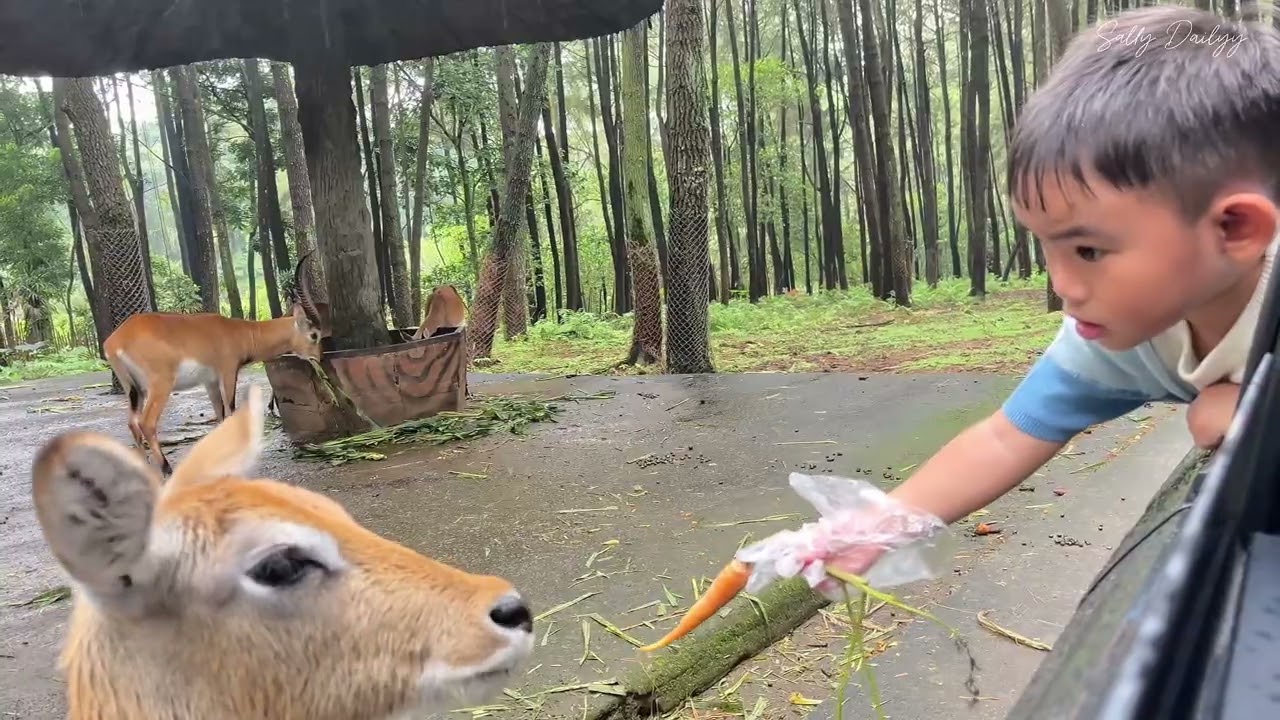 Bye Batu👋🏻 Kita Mampir Dulu Ke Taman Safari Prigen & Surabaya