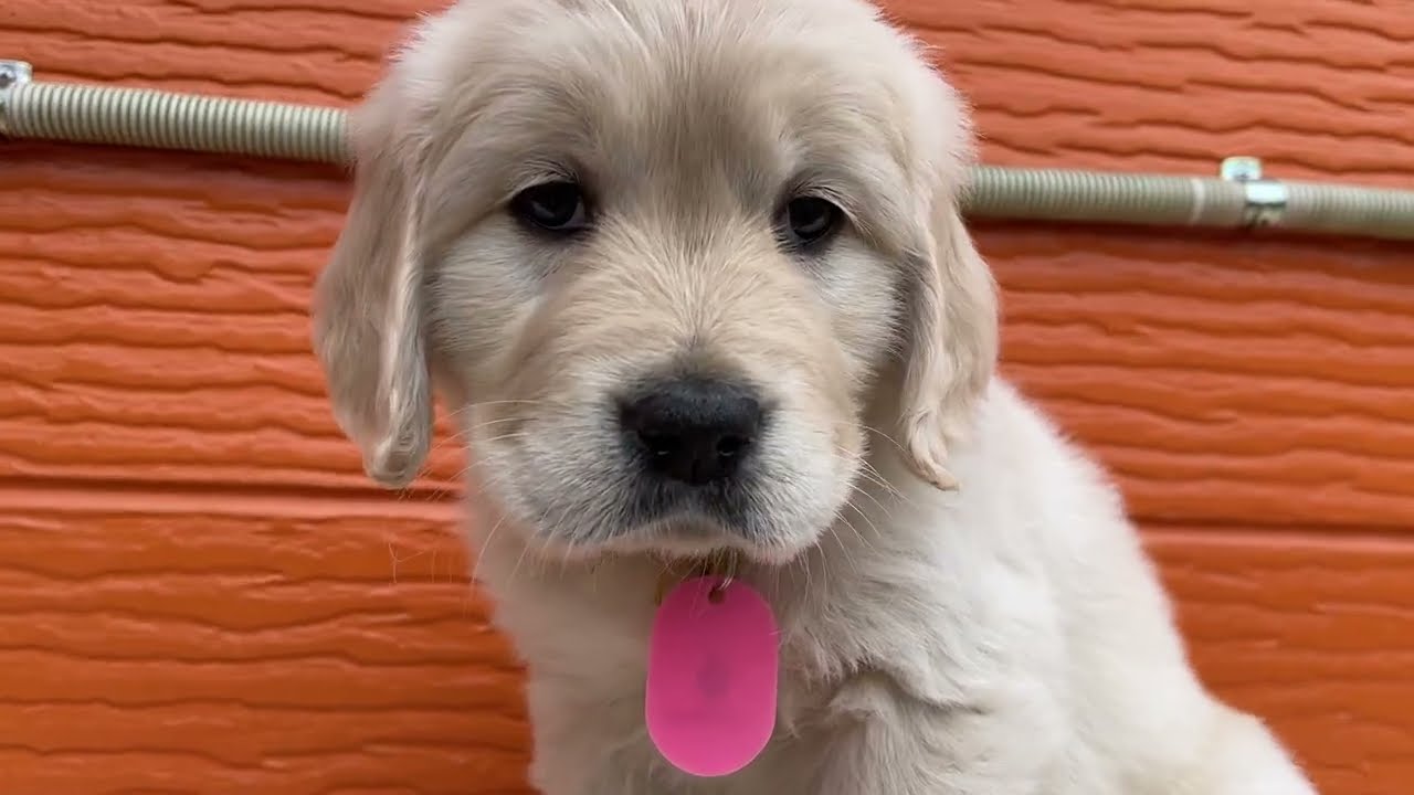 マギーの子犬９番ちゃん