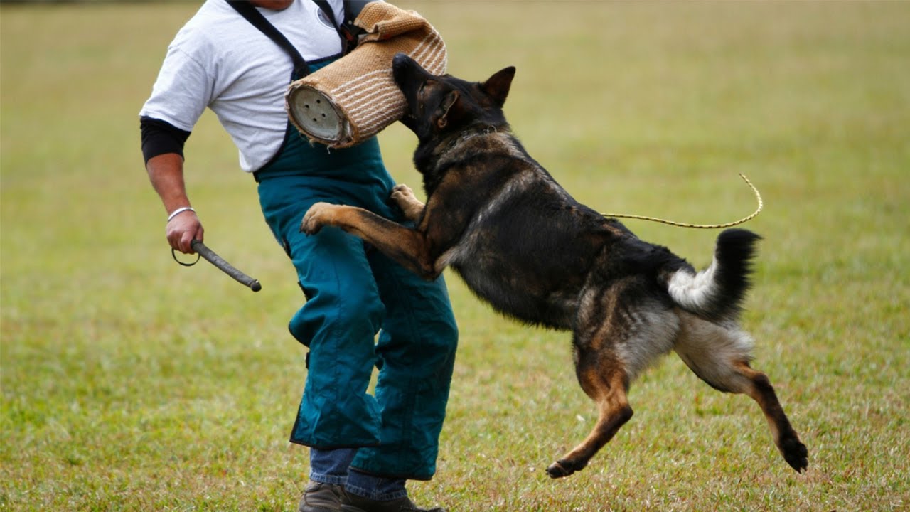DANGEROUS OR PROTECTIVE? THE DUTCH SHEPHERD