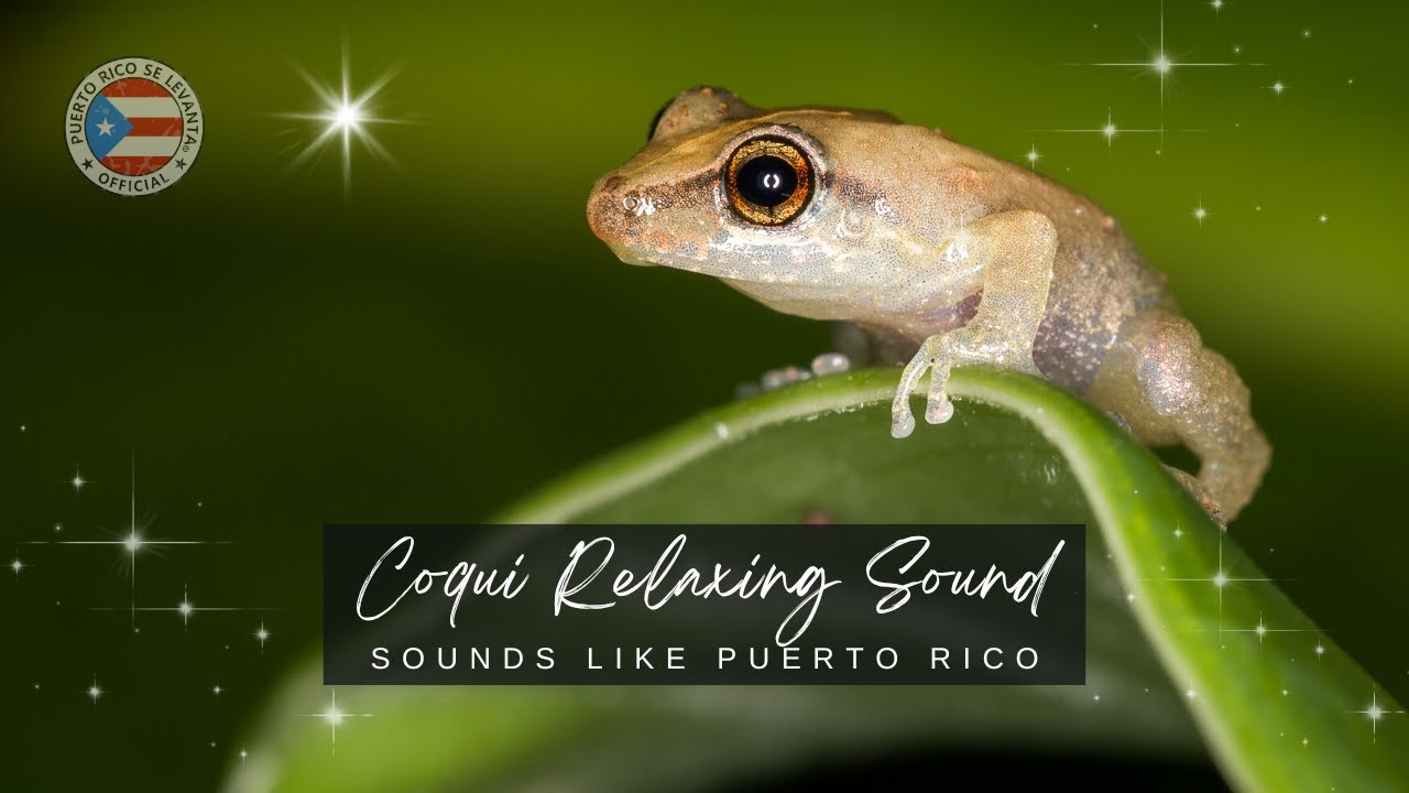 One Hour of Relaxation COQUI Sounds at Night in PUERTO RICO