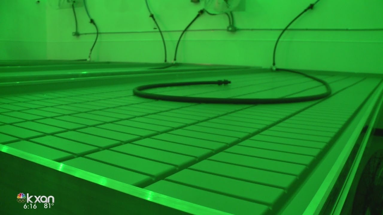 Two years after becoming legal, first seed now growing for medical marijuana