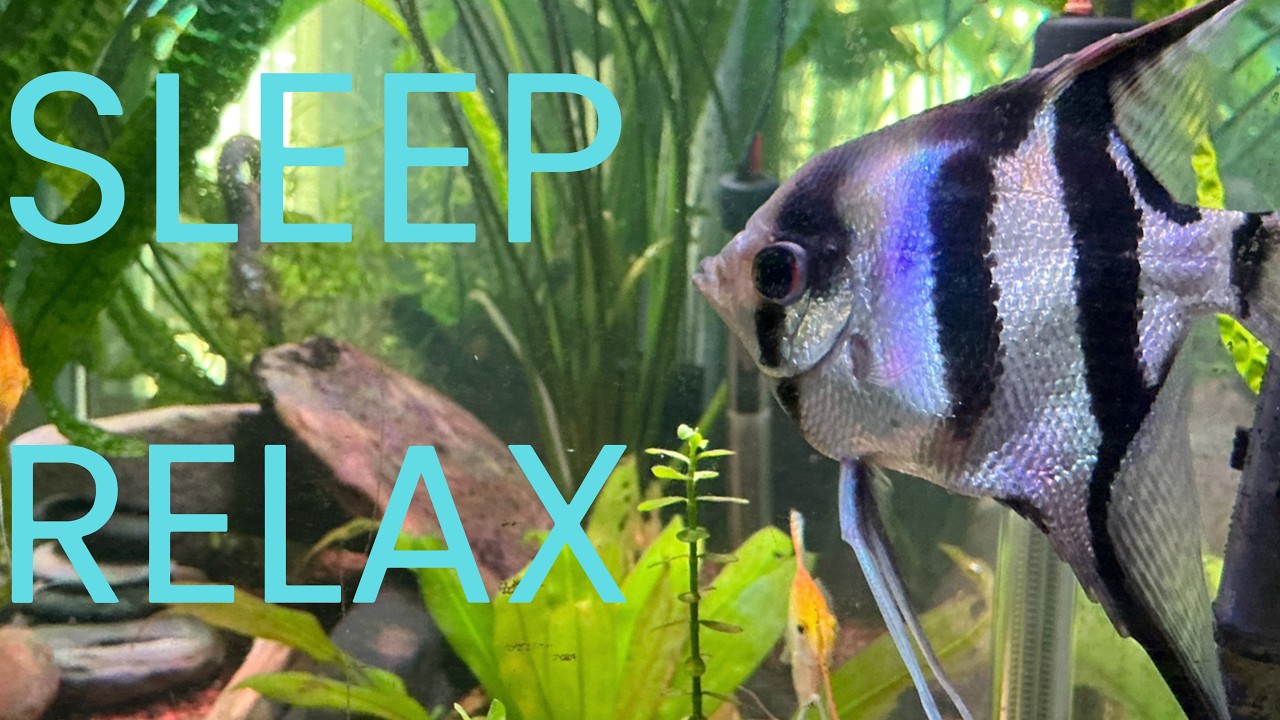 Relaxing Aquarium For Deep Sleep - Calm Fish Tank Ambiance (30 Minutes, No Music)
