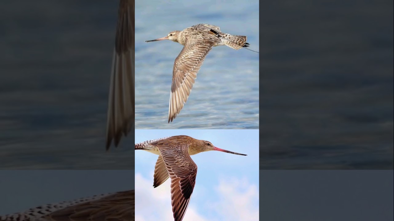 Ndege aliyeruka umbali mrefu zaidi duniani  #Ajabu #Nature #Wanyamapori #Science #RekodiYaDunia