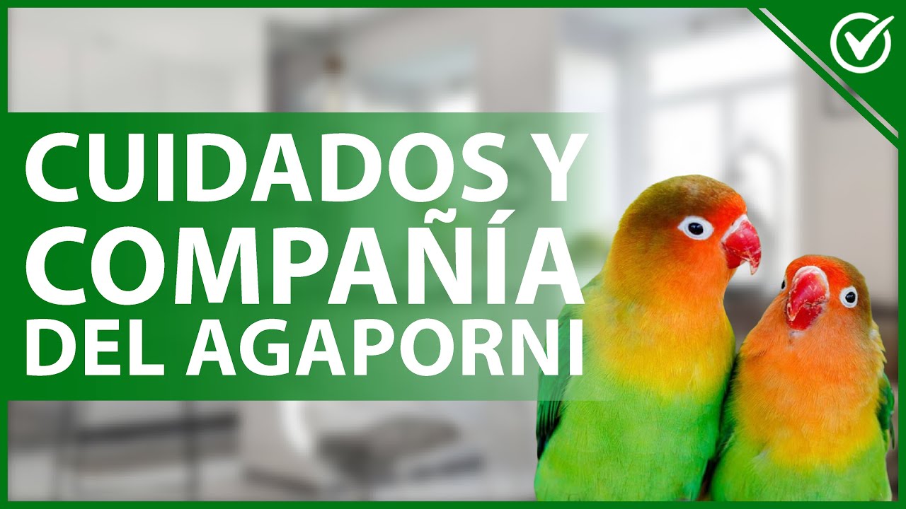 🦜 ¿Es Posible Tener un Agaporni solo? | Detalles de Todos los Cuidados y Compañía 🦜