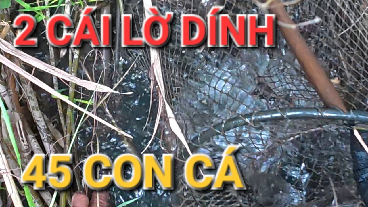 DÒNG SÔNG NÀY ĐẶT LỜ DÍNH CÁ THẤY MÊ LUÔN
