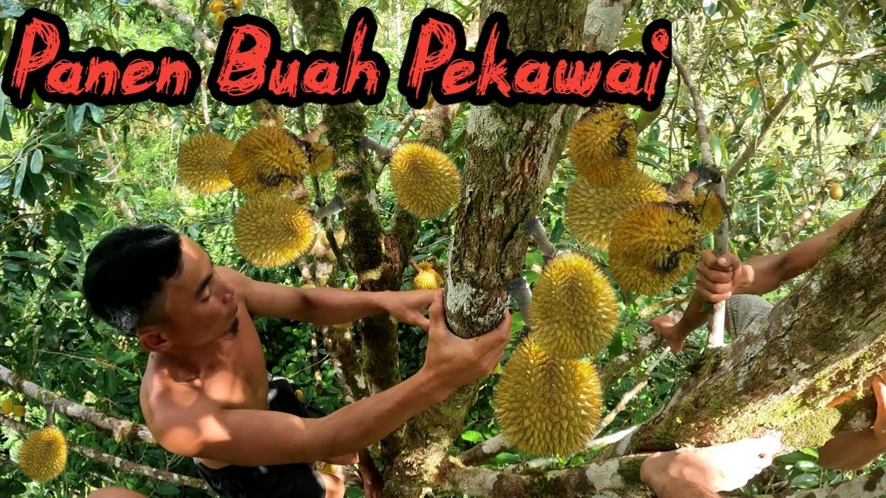 Berpetualang Seharian !! Panen Buah Pekawai Hutan Kalimantan