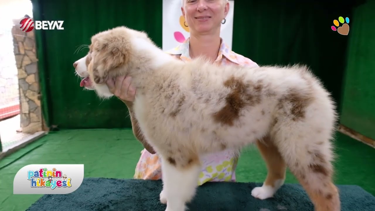 Miniature American Shepherd Karakteri, Eğitilebilirlik, Yaşam Koşulları, Çocuklarla İletişim, Bakımı
