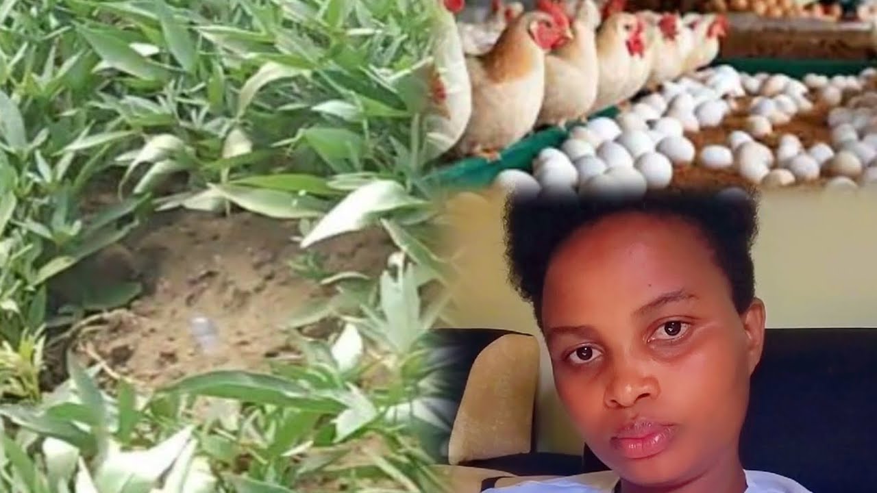 Ibiryo byakataraboneka by'inkoko byoroshye kubyikorera koresha imigozi y'ibijumba