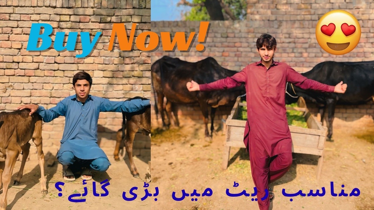 Cow For Sale Low Price🤩 | Bahoot Mushkil Sa Pala Tha Apni Cow Ko | New 4K video 