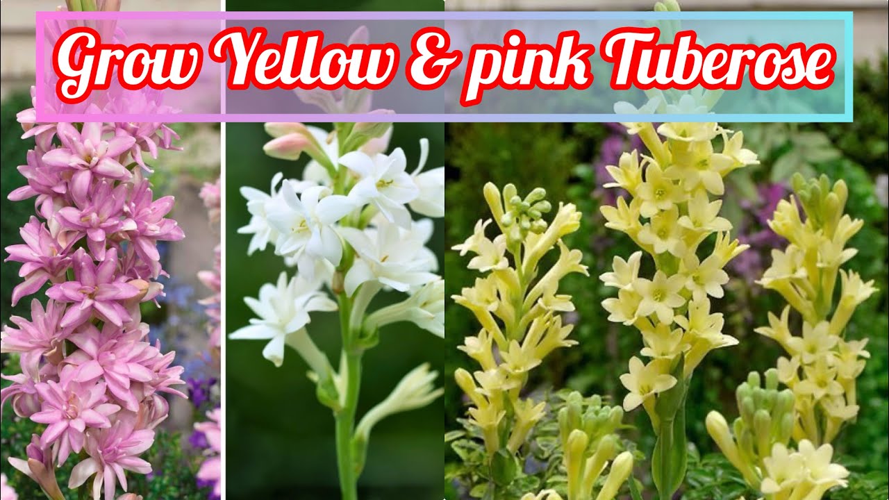 Pink & Yellow Tuberose varieties 😍🌱| Grow pink & yellow Rajnigandha at Home 🏡