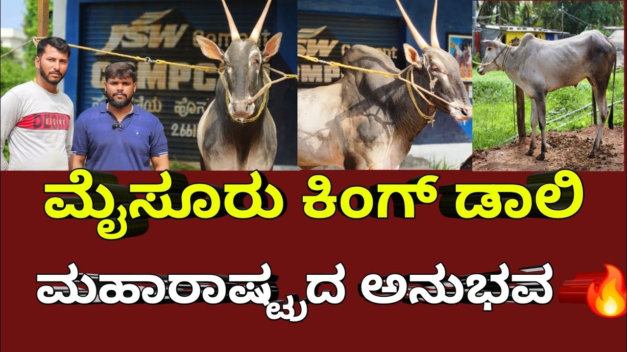 Mysore Hallikar Stud Bull Dalli - The King of Bulls! ಡಾಲಿ #hallikar #bull #ox #KannadaVlogs