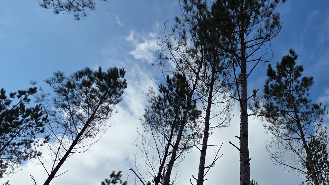 Live Forest View | Birds Singing | Peaceful Nature