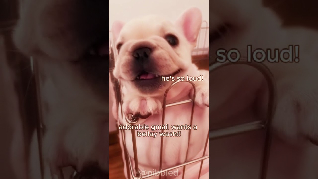amen to give #gmail a #bellaywash #pibble #instagram #dog