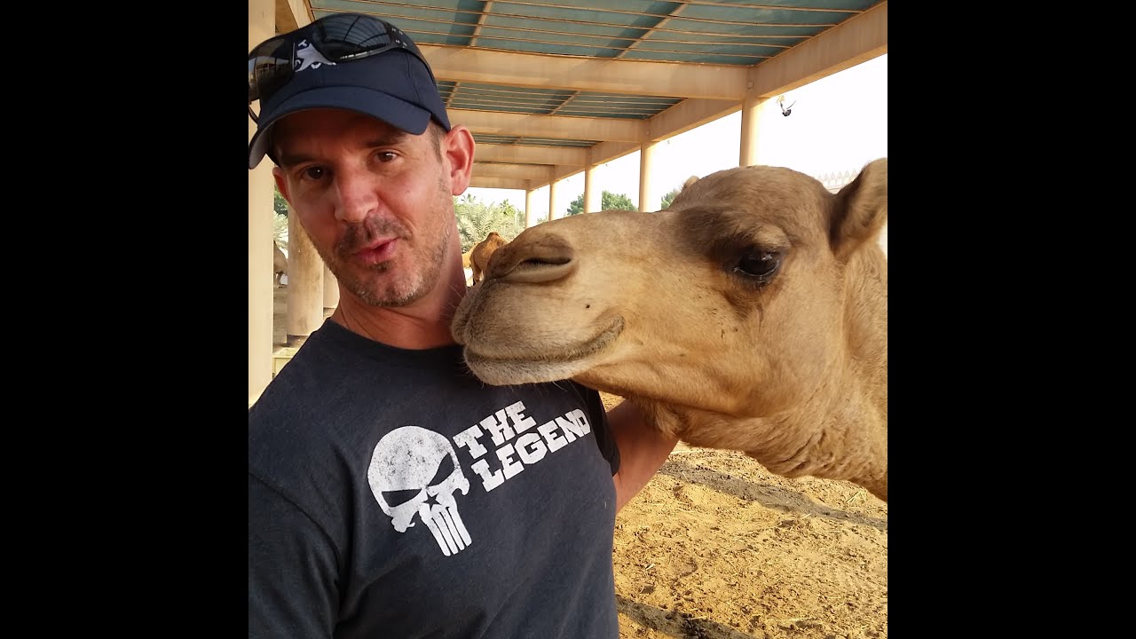 Bahrain Royal Camel Farm