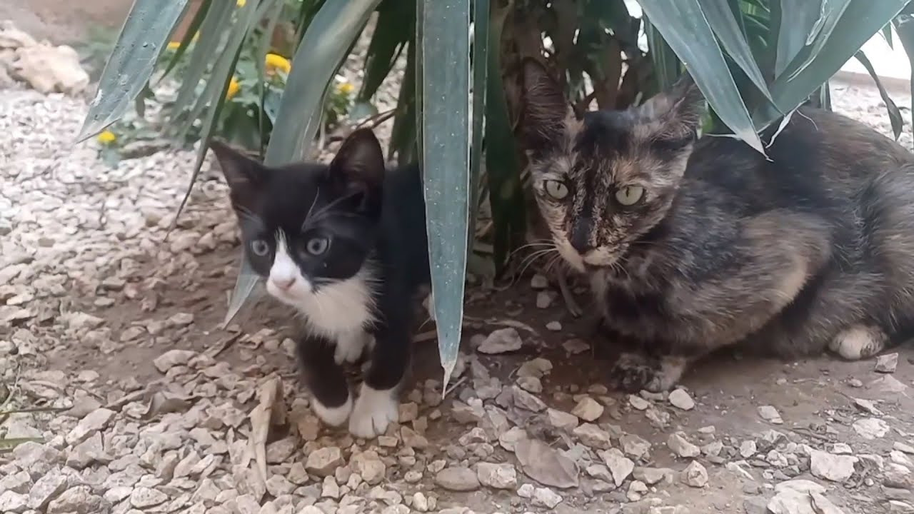 LIVE: ASMR Rescue Cats Eating Dry Food  | Live Stream