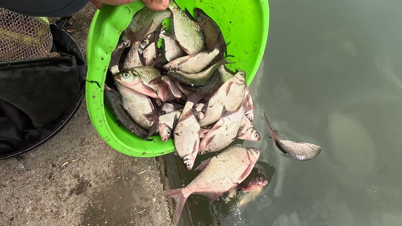 Pescuit la feeder pe lacul Mihailesti baraj, august 2025 4K