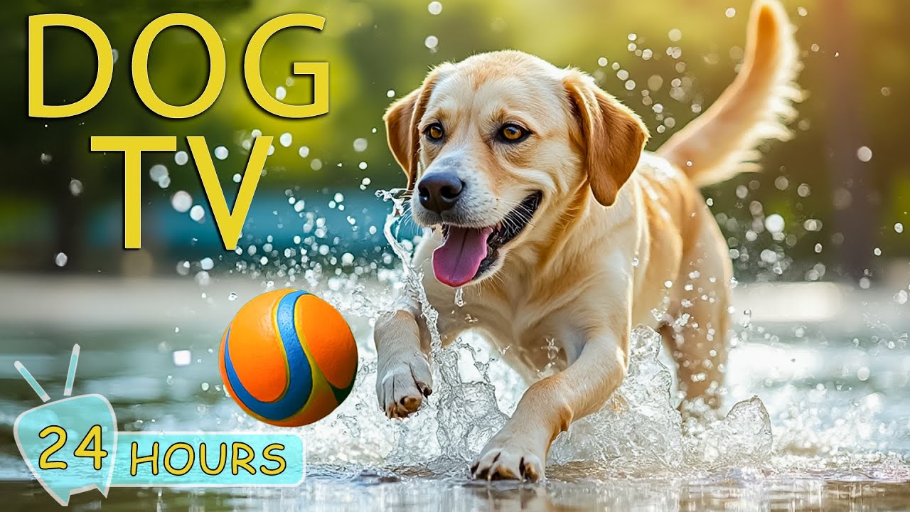 DOG TV: Best Videos to Calm and Entertain Dogs When Home Alone - Relaxing All Day Music for Dogs
