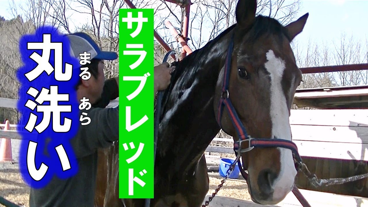 サラブレッドを洗うところ全部お見せします。