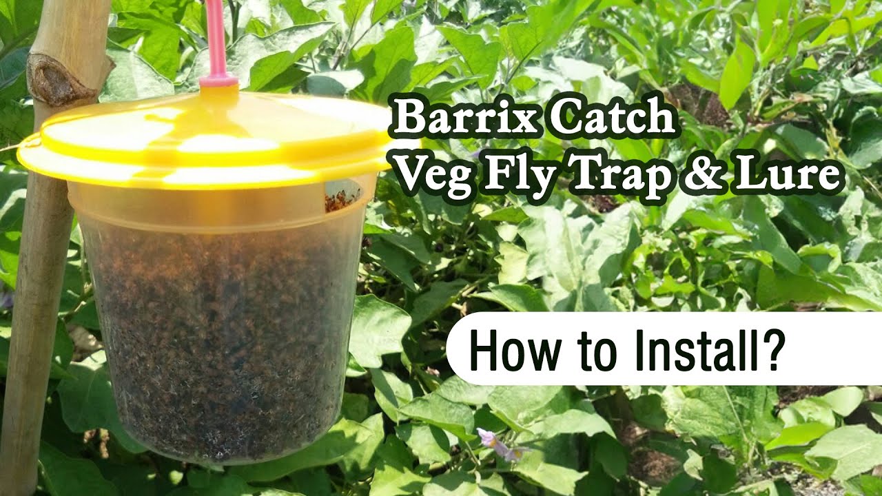 Barrix Catch Vegetable Fly Trap Installation - New
